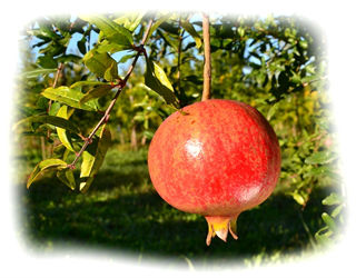 Pomegranate trees in Greece