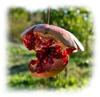 chapped pomegranate because of much rain